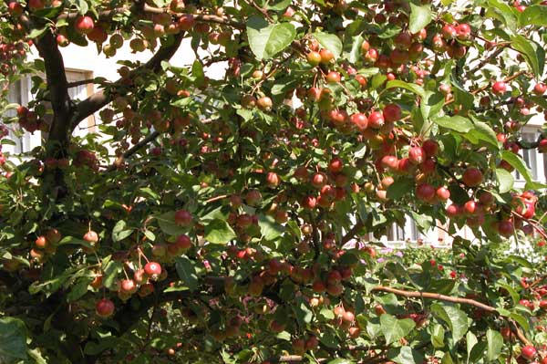 malus sp 14