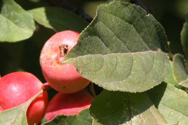malus sp 15