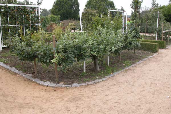 malus sp 16
