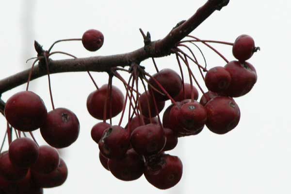 malus sp 18