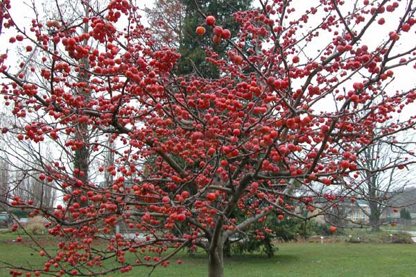 malus sp 19