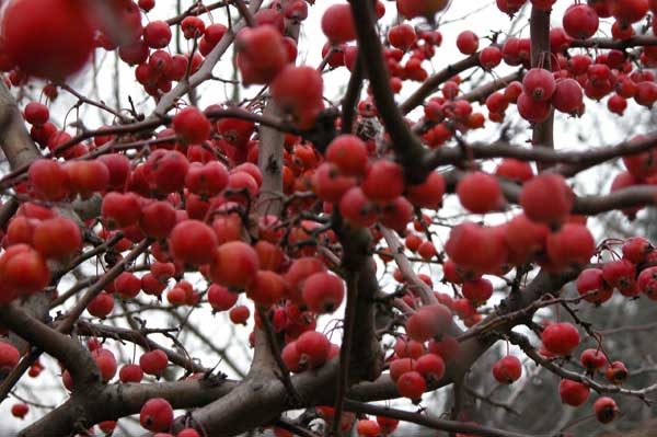 malus sp 20