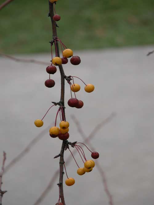 malus sp 21