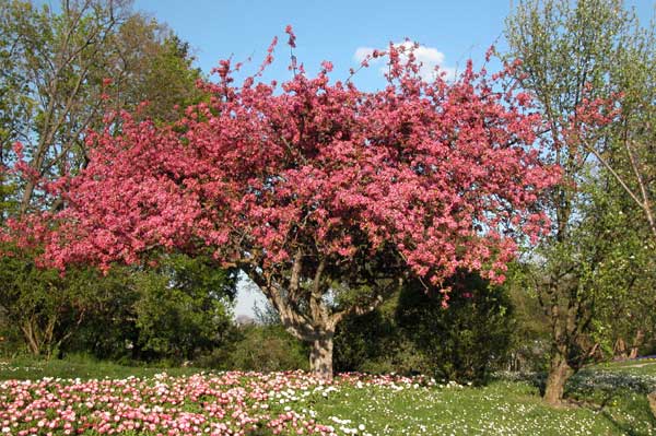 malus sp 23