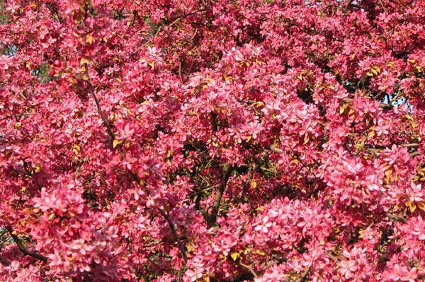 malus sp 24