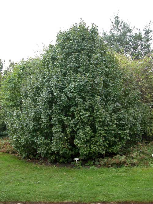 malus sylvestris 01