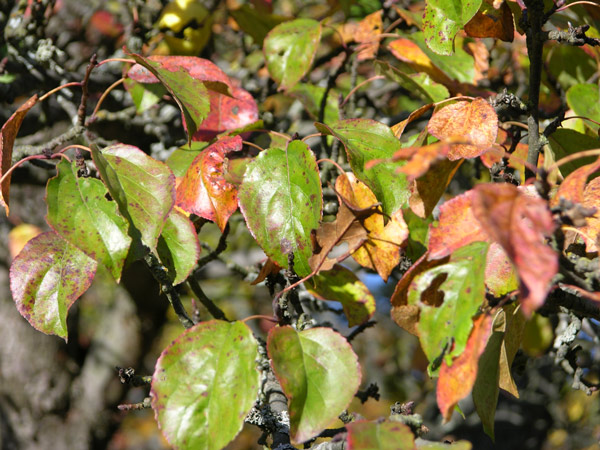 malus sylvestris 02