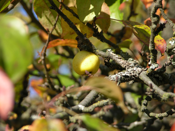malus sylvestris 03