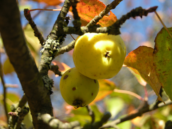 malus sylvestris 04