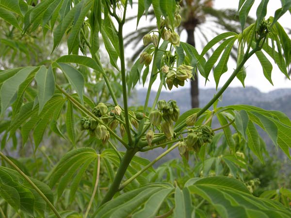 manihot esculenta 01