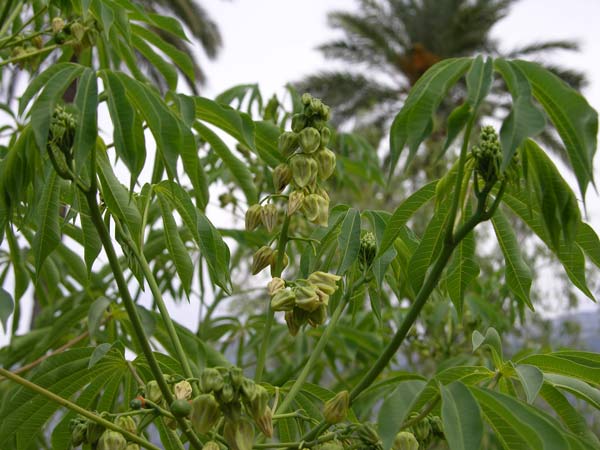 manihot esculenta 02