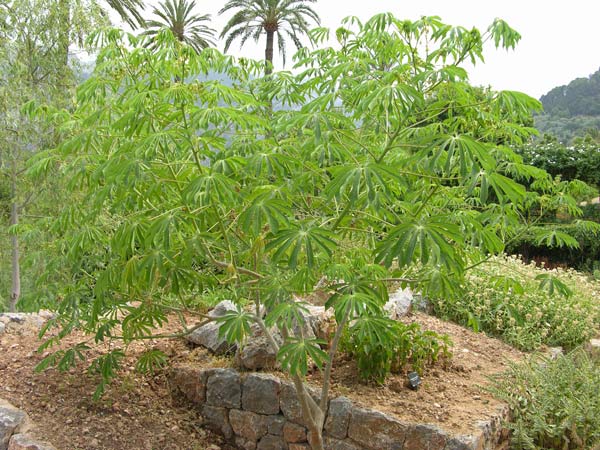 manihot esculenta 04
