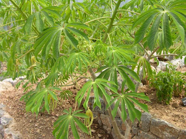 manihot esculenta 05