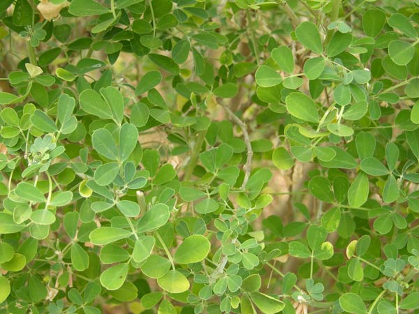 medicago citrina 01
