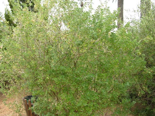 medicago citrina 02