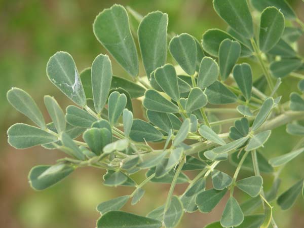 medicago citrina 03
