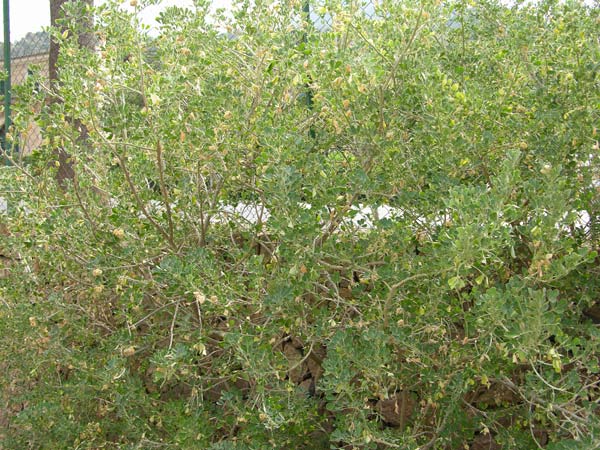 medicago citrina 04