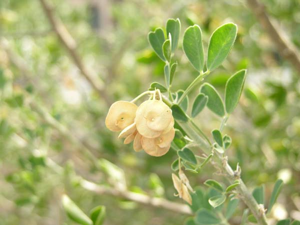 medicago citrina 05