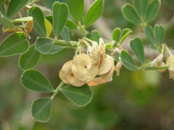medicago citrina 06