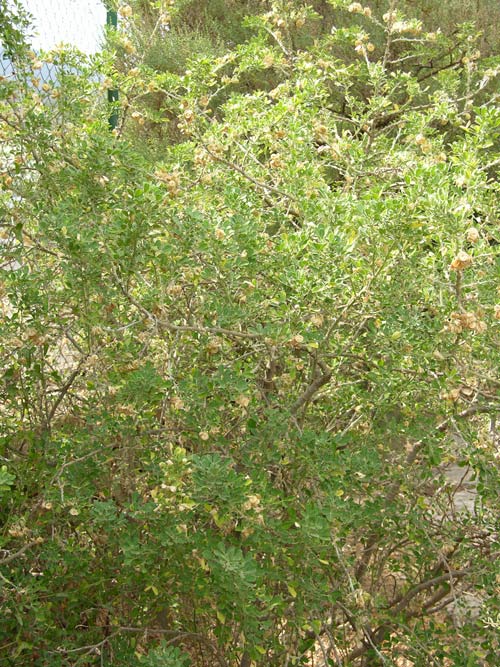 medicago citrina 07