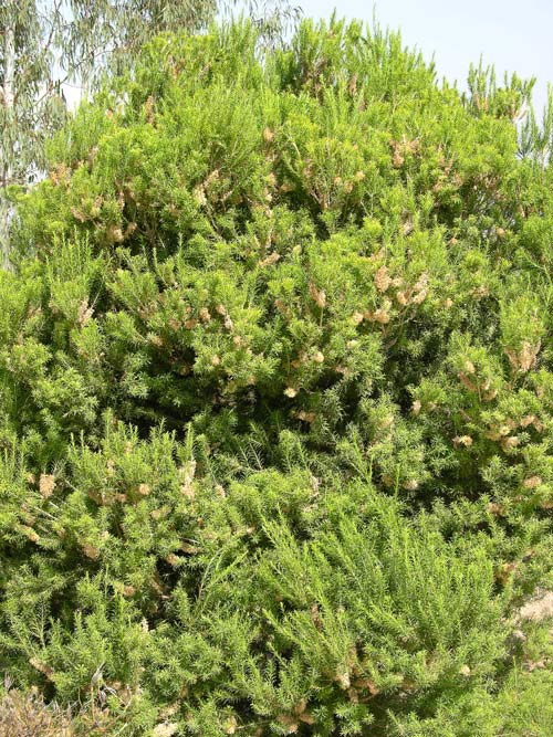 melaleuca armillaris 01
