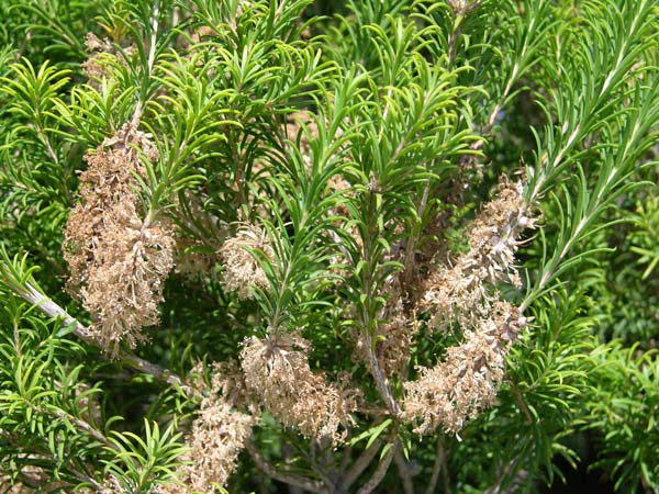 melaleuca armillaris 02