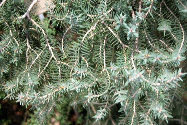 melaleuca cuticularis 01