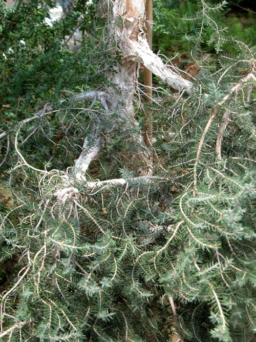melaleuca cuticularis 02
