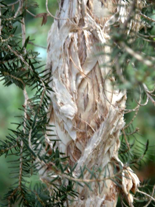 melaleuca cuticularis 03