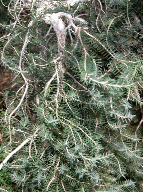 melaleuca cuticularis 04