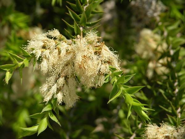 melaleuca styphelioides 01