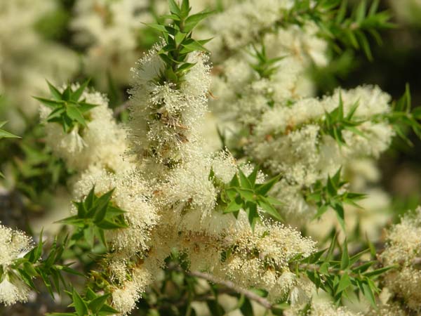 melaleuca styphelioides 03