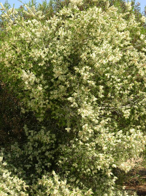 melaleuca styphelioides 04