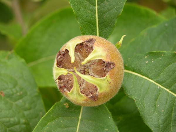 mespilus germanica 01