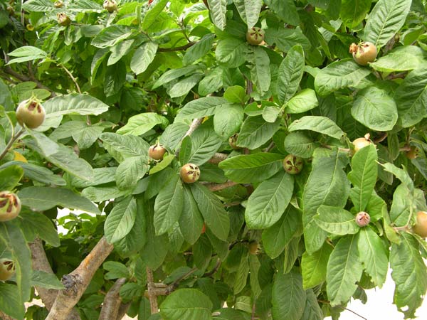 mespilus germanica 03