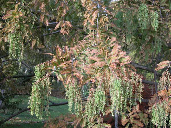 metasequoia glyptostroboides 01