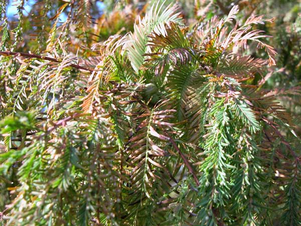 metasequoia glyptostroboides 02