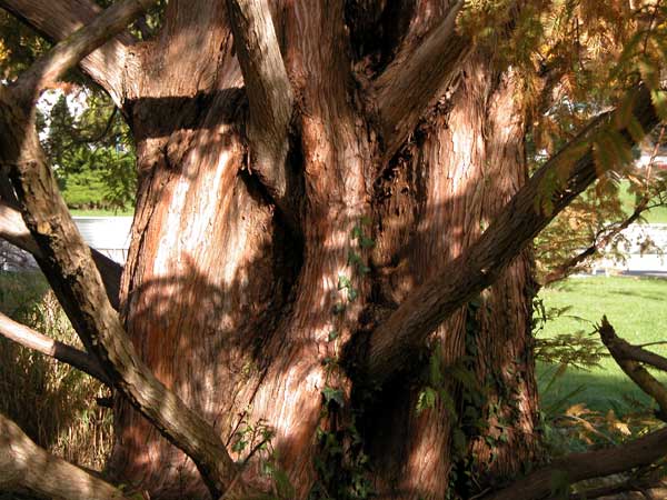 metasequoia glyptostroboides 03