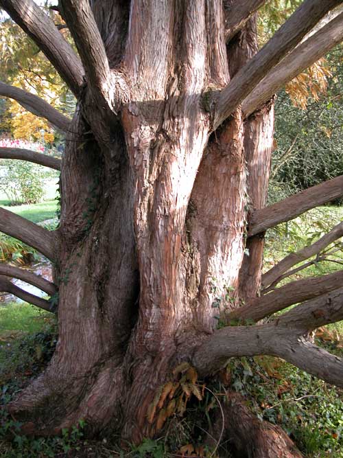 metasequoia glyptostroboides 04