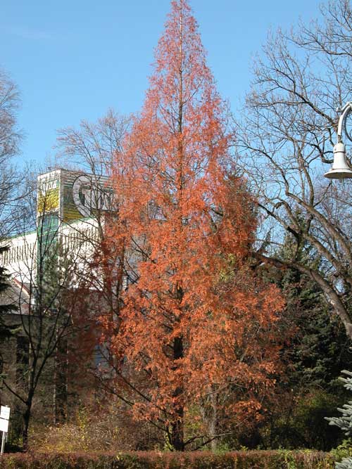 metasequoia glyptostroboides 05
