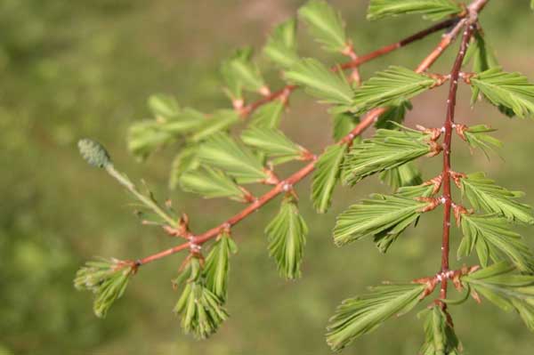 metasequoia glyptostroboides 06