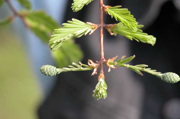 metasequoia glyptostroboides 07
