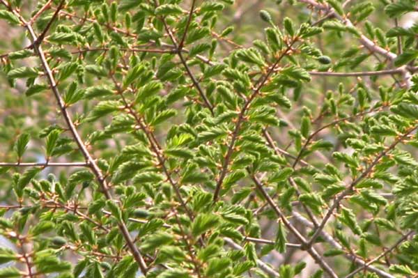 metasequoia glyptostroboides 08