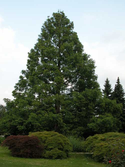 metasequoia glyptostroboides 09
