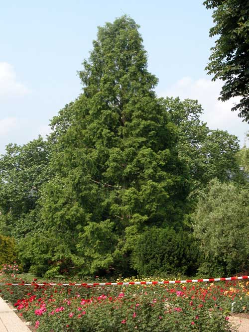 metasequoia glyptostroboides 10