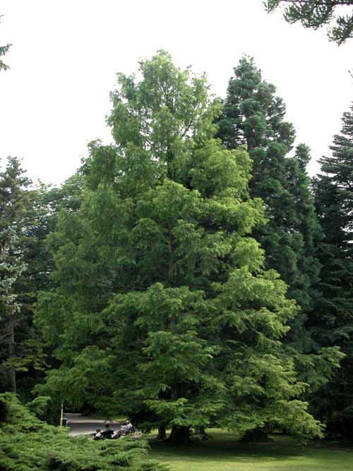 metasequoia glyptostroboides 11