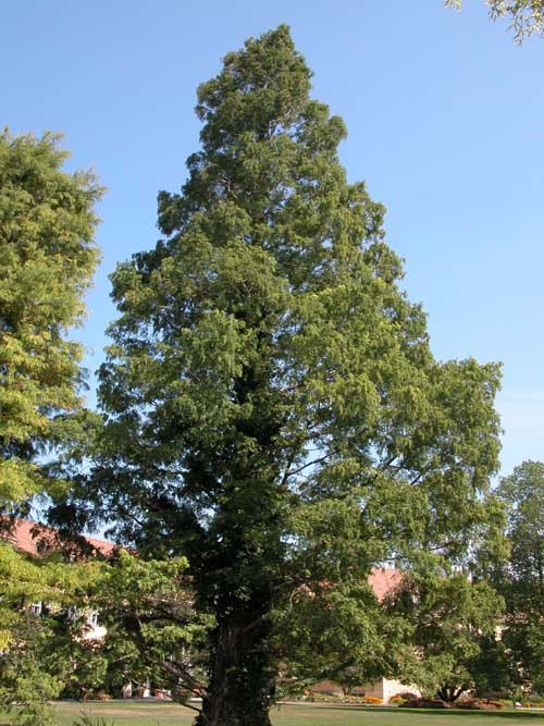 metasequoia glyptostroboides 12