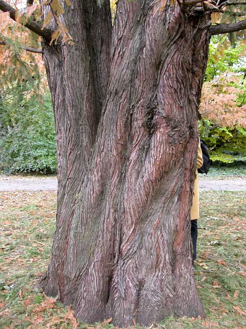 metasequoia glyptostroboides 13