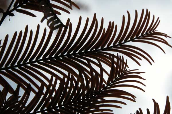 metasequoia glyptostroboides 14