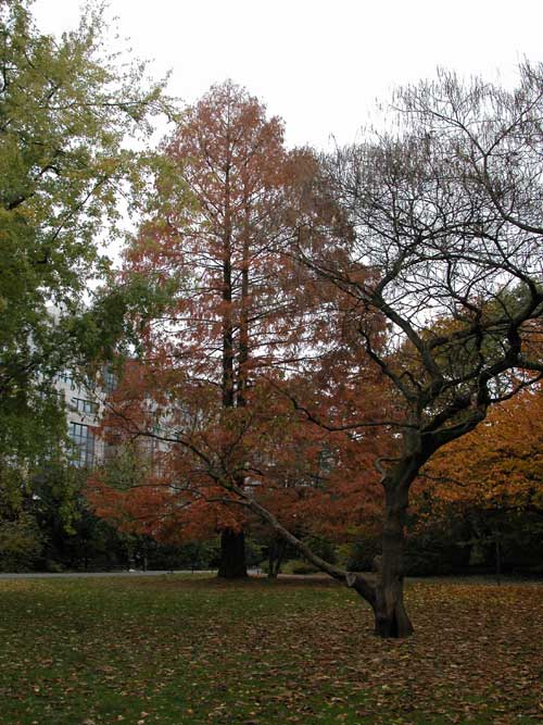 metasequoia glyptostroboides 15